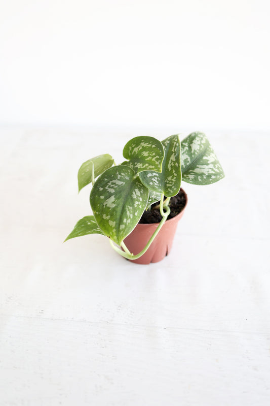 Satin Pothos Plant