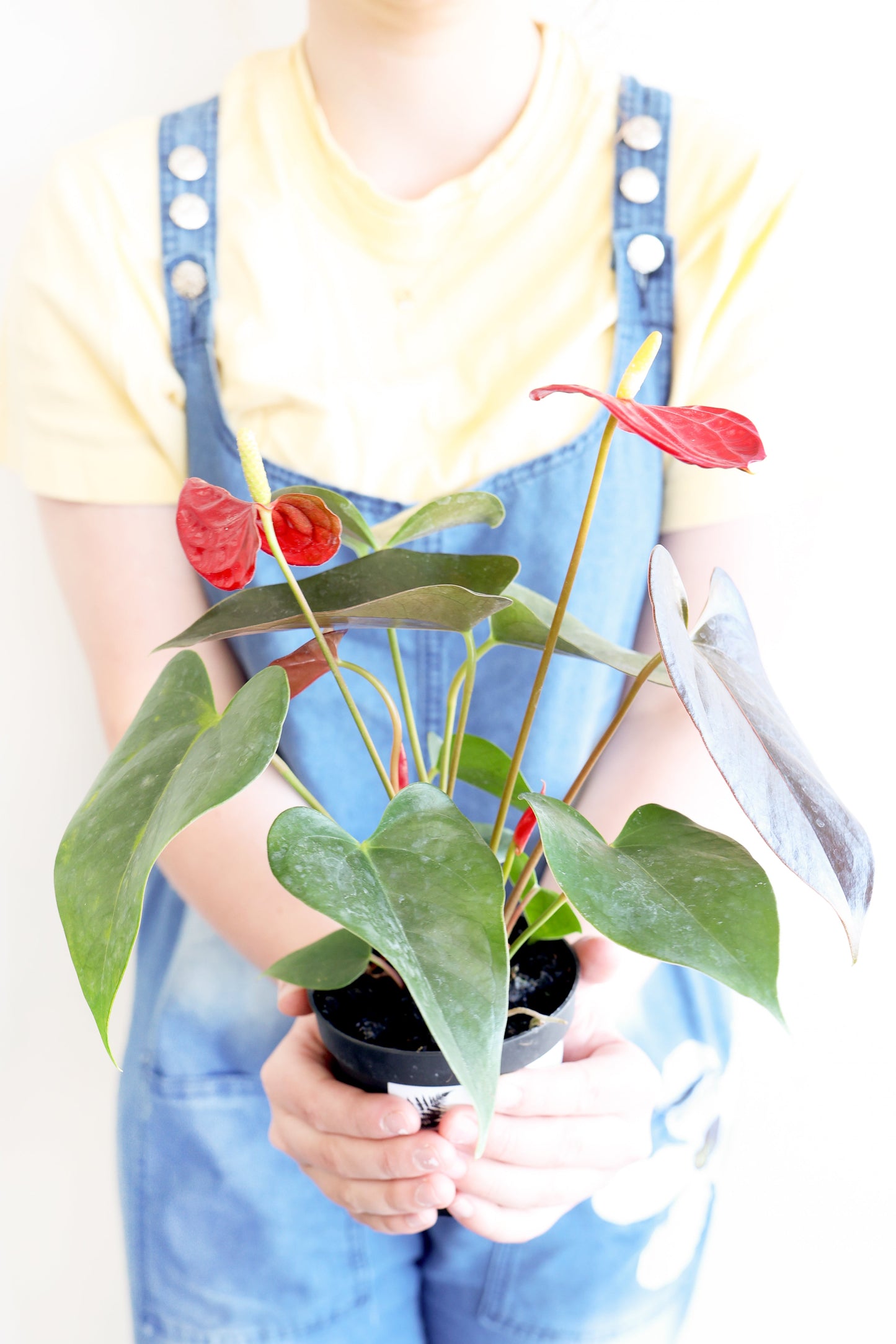 Flamingo Lily