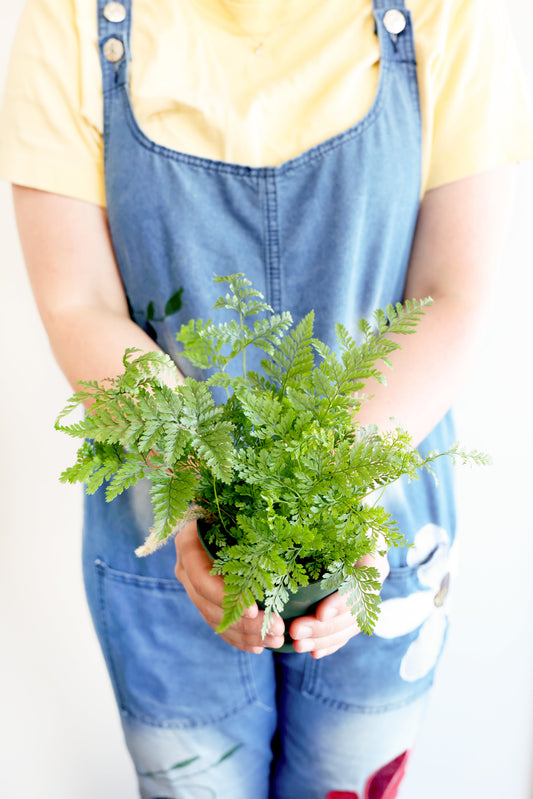Rabbit's Foot Fern Plant