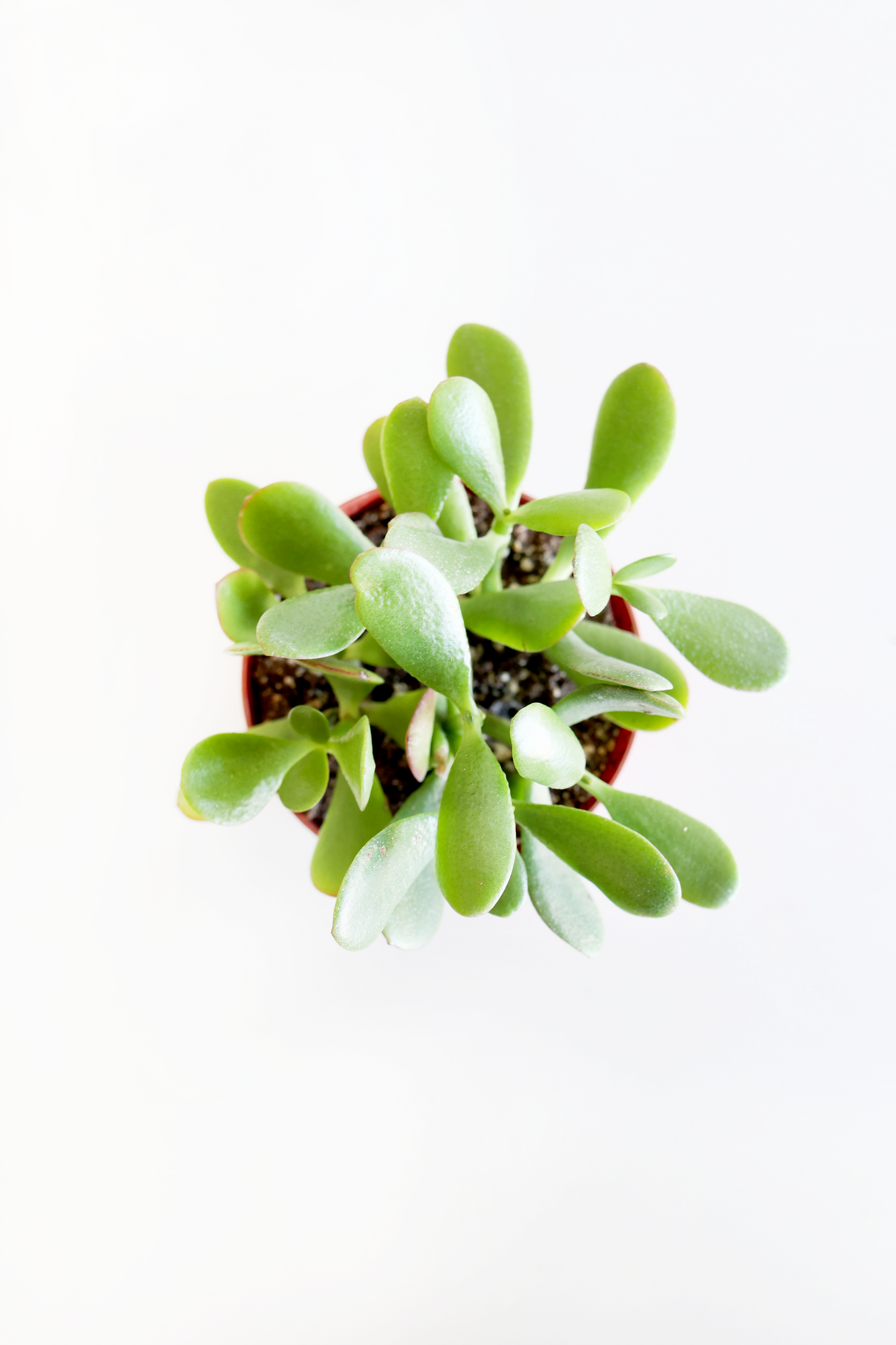 Jade Succulent Plant