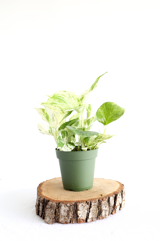 Marble Queen Pothos Plant