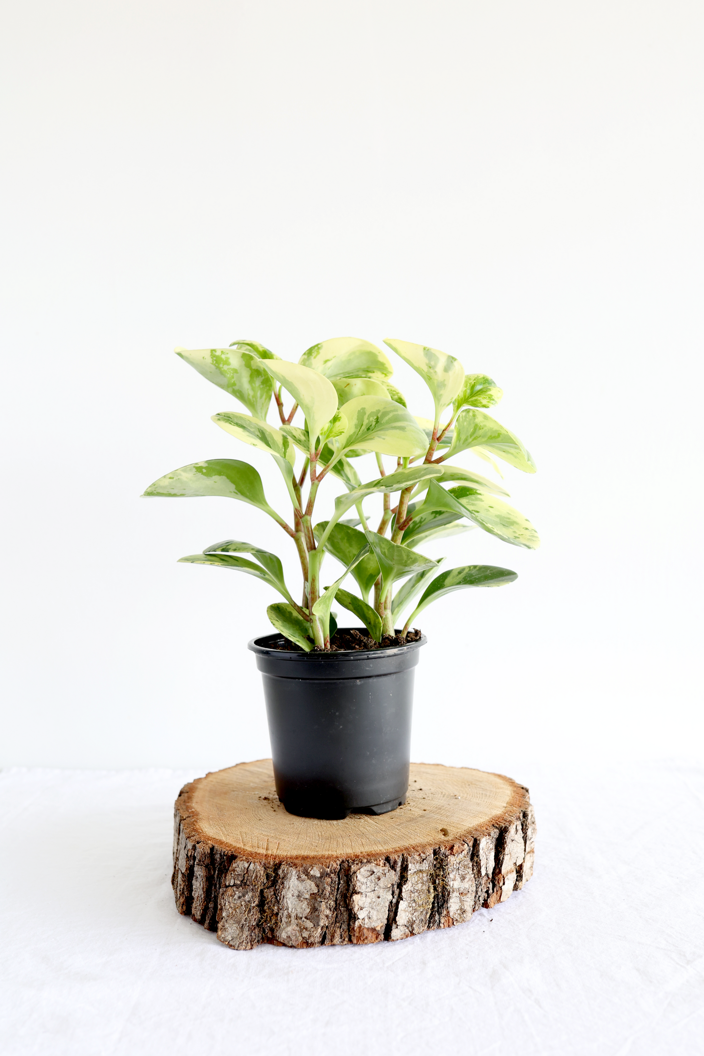 Variegated Baby Rubber Plant