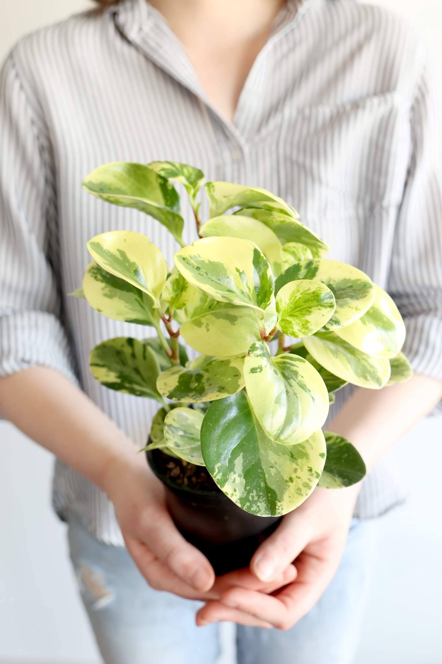 Variegated Baby Rubber Plant
