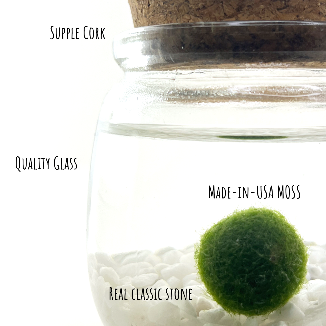 Medium Moss Ball | Moss Chico