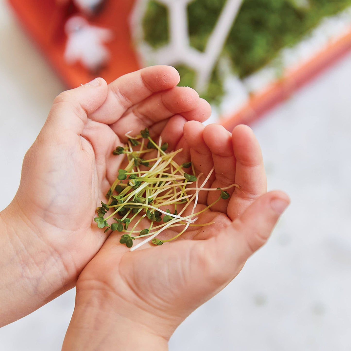Microgreens DIY Kit