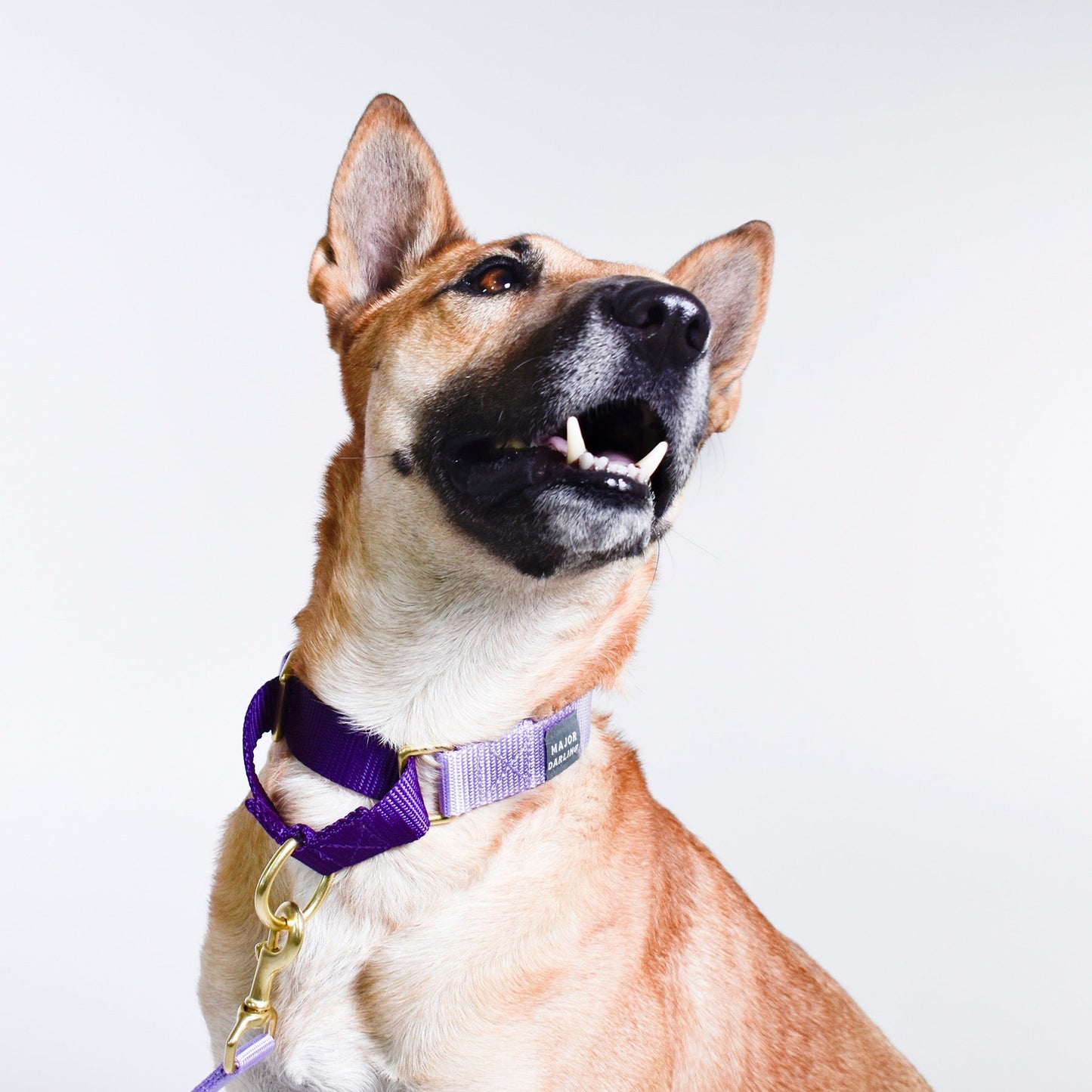 Martingale Dog Collar
