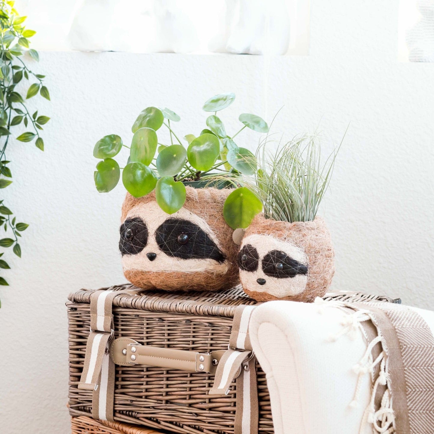 Large three-tone Sloth