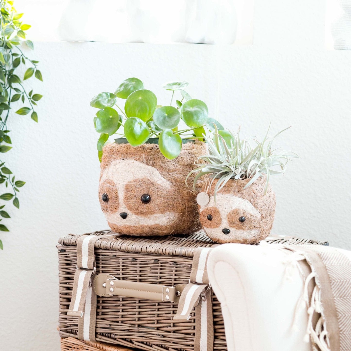 Large two-tone Sloth