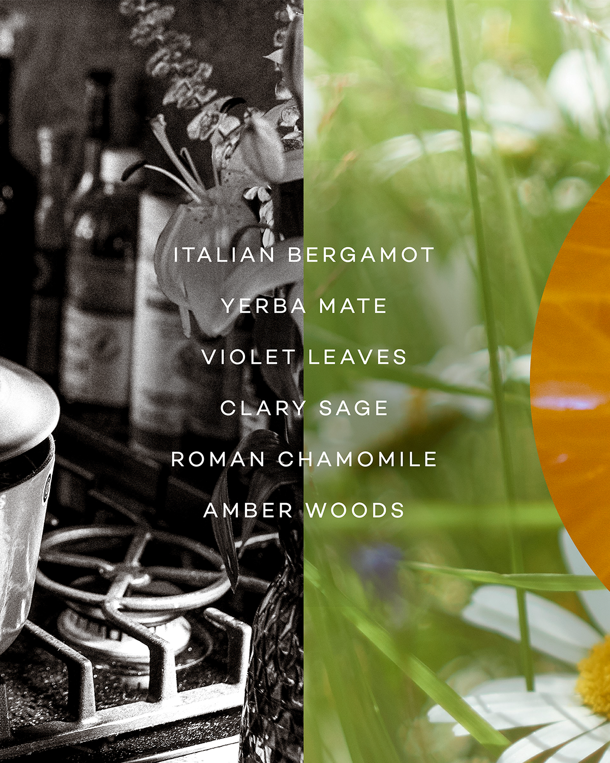 RISE — BERGAMOT & MATE