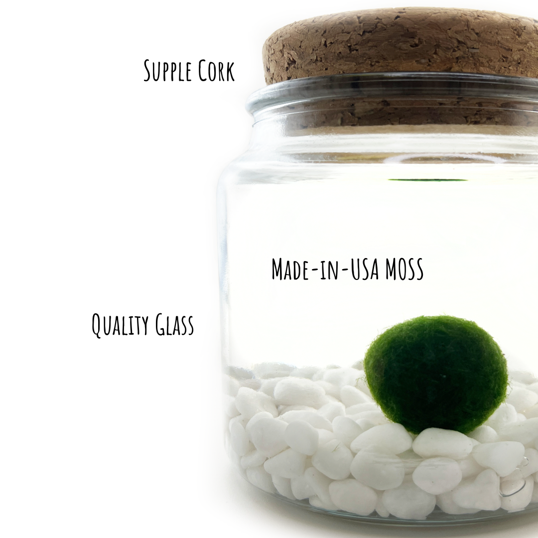 Large Moss Ball | Moss Amigo