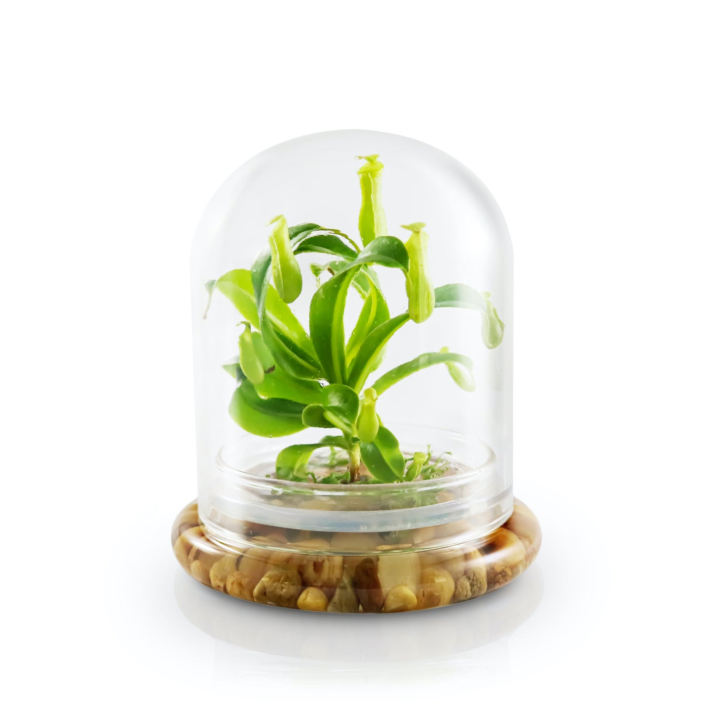 Live Pitcher Plant Terrarium