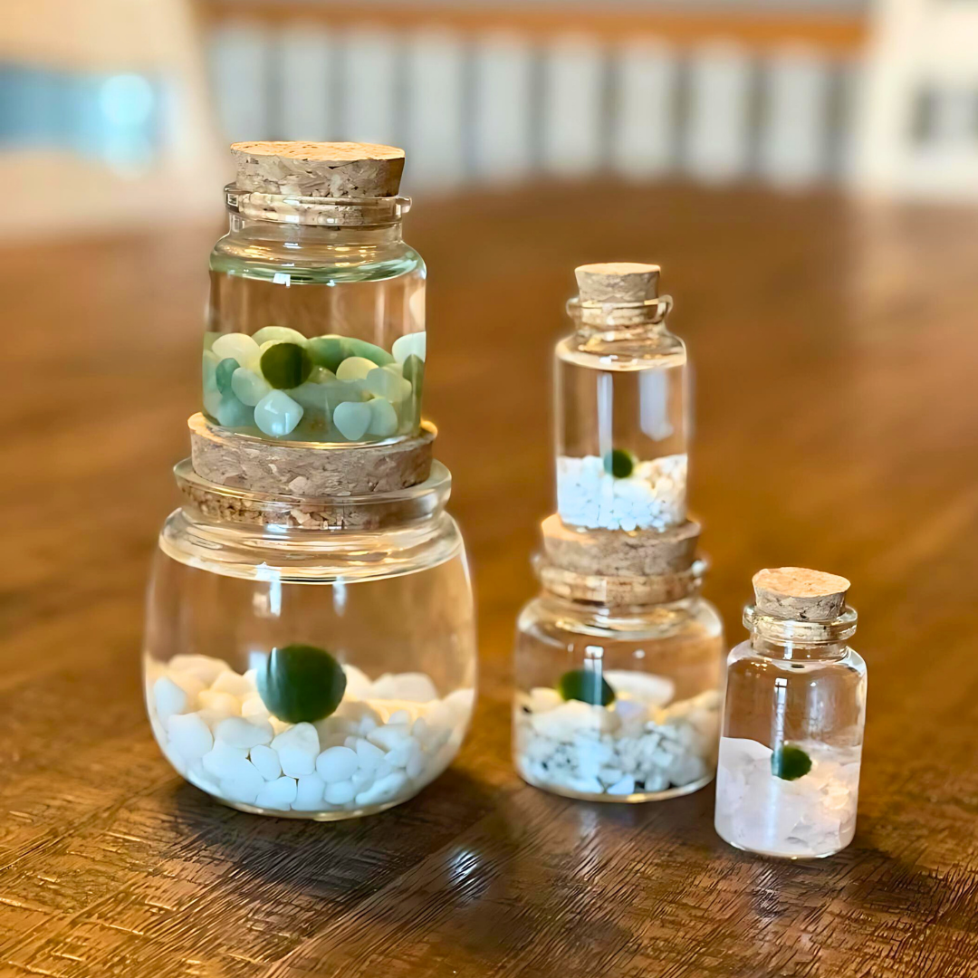 Small Moss Ball | Moss Rico