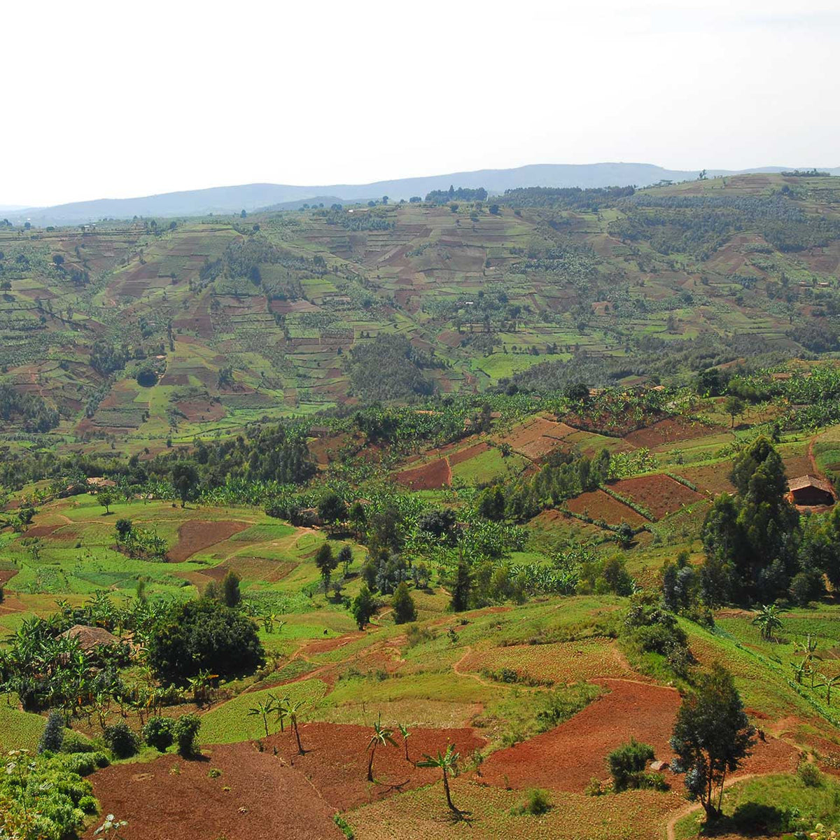 Burundi Turihamwe