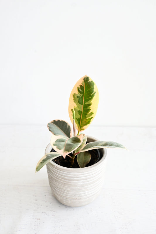 Variegated Rubber Plant