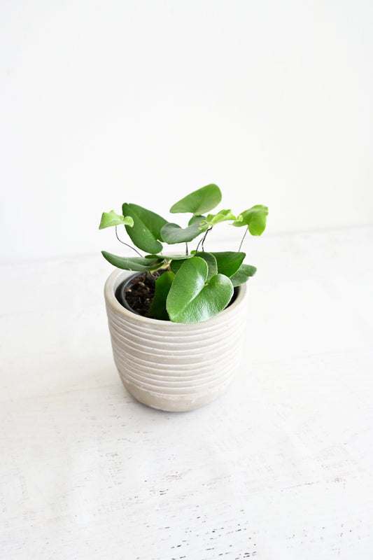 Heart Fern