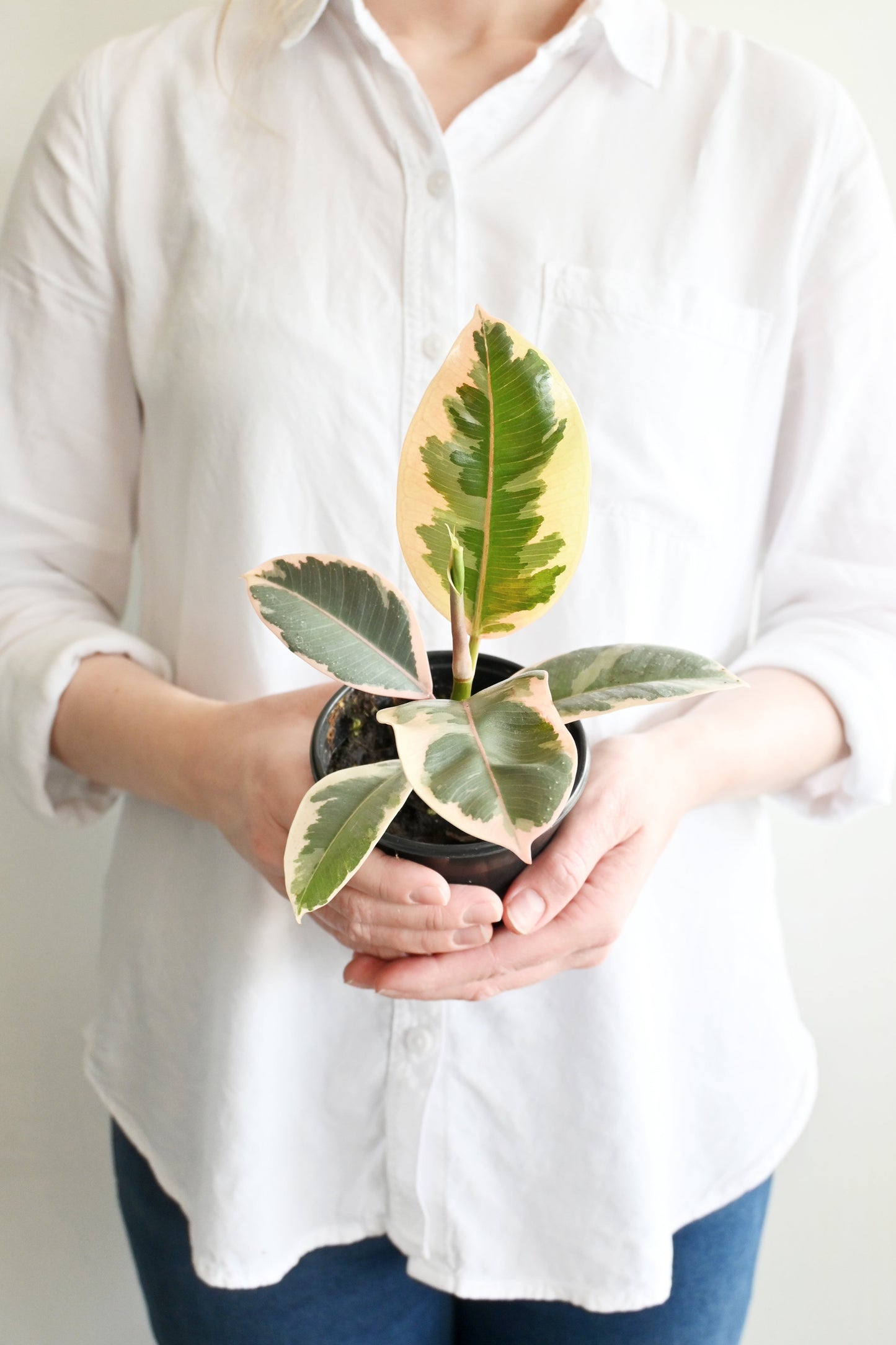 Variegated Rubber Plant