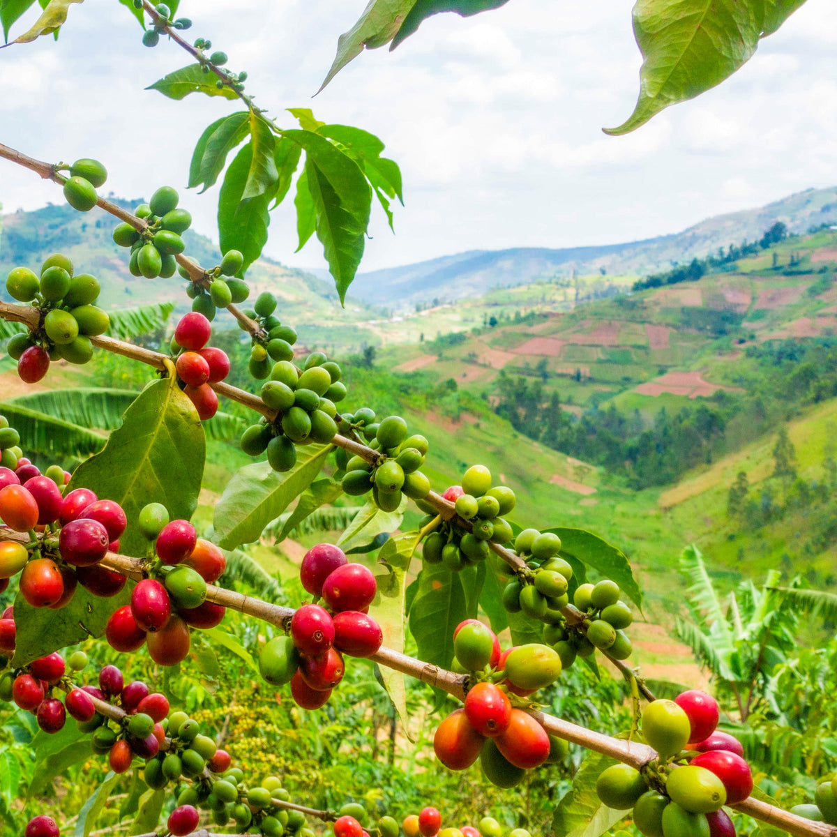 Ethiopia Sidamo Washed