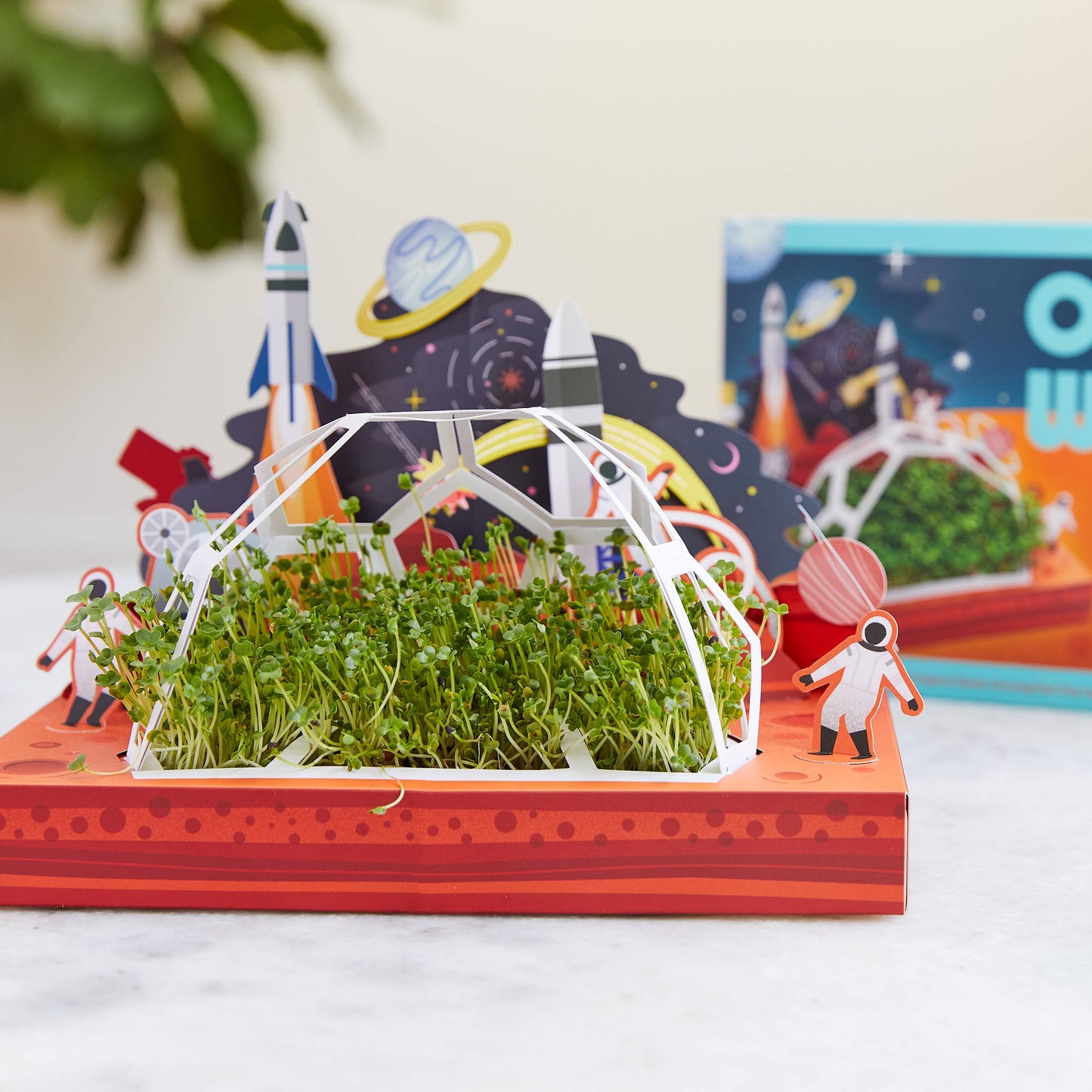 Microgreens DIY Kit