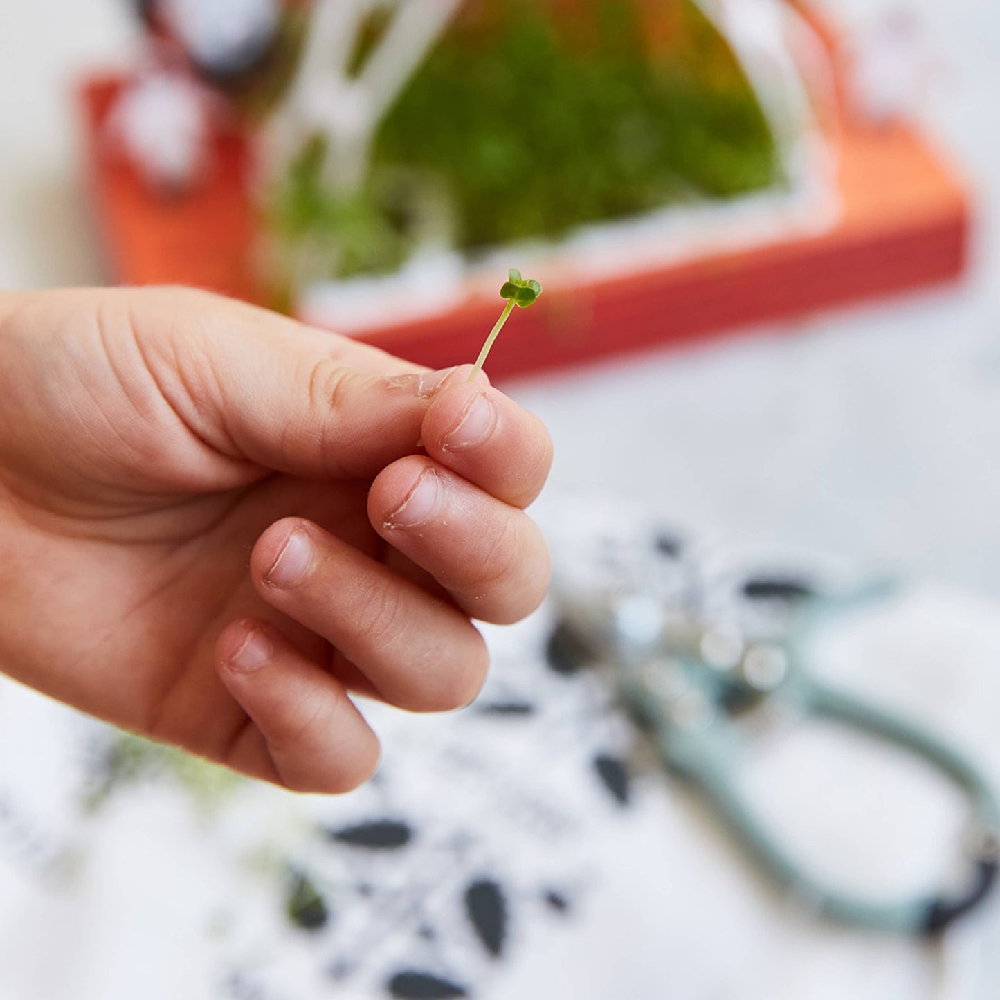 Microgreens DIY Kit