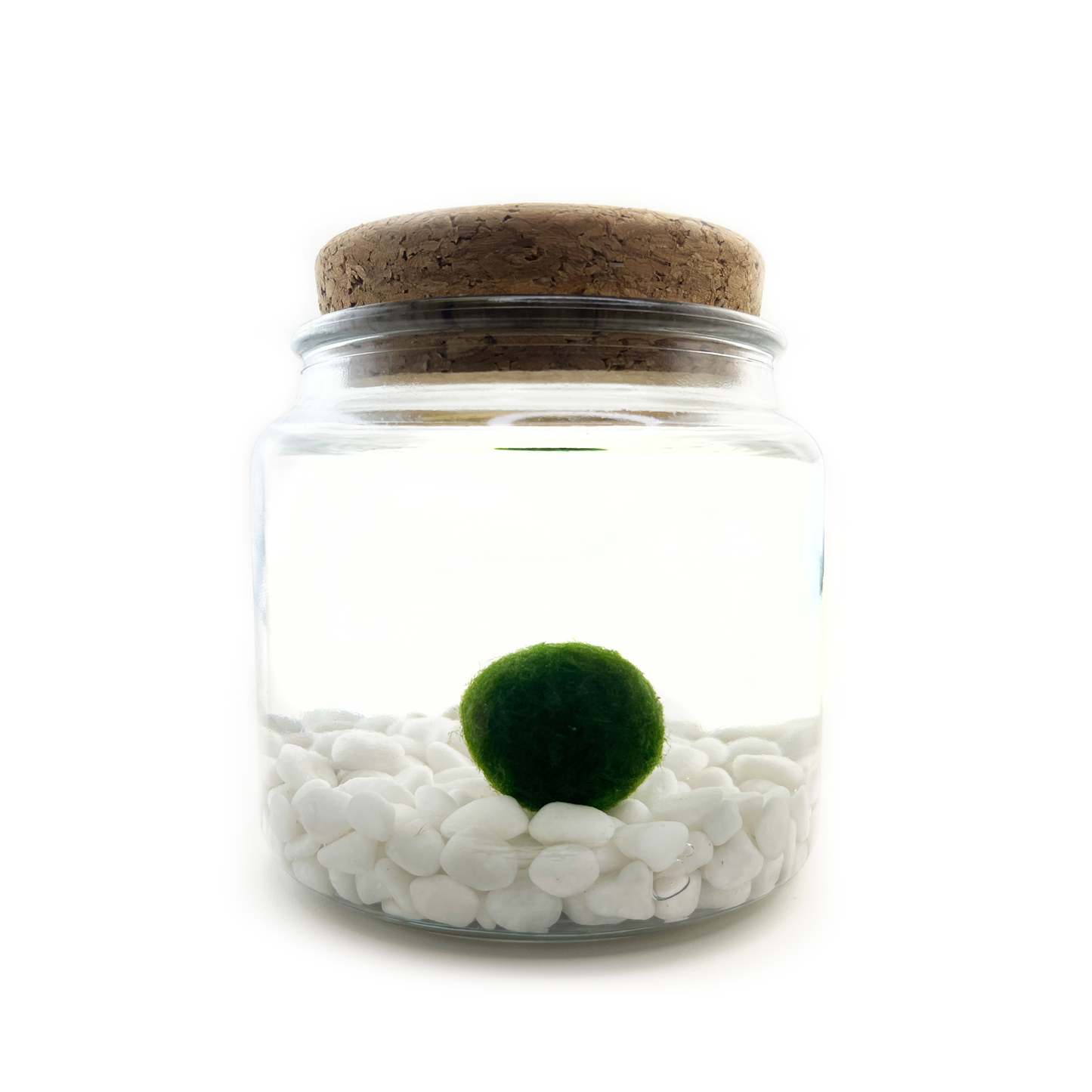 Large Moss Ball | Moss Amigo