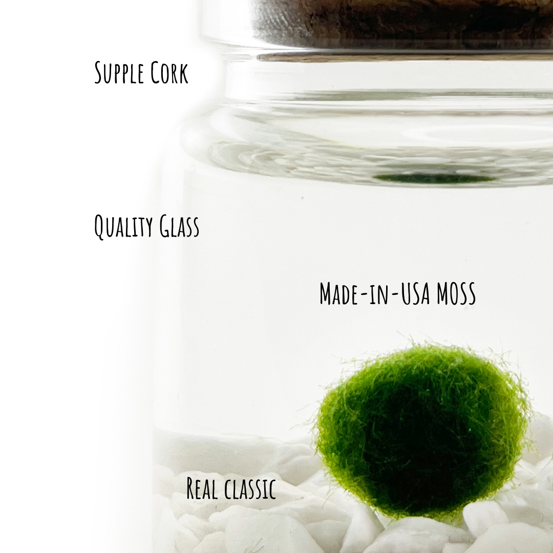 Small Moss Ball | Moss Rico