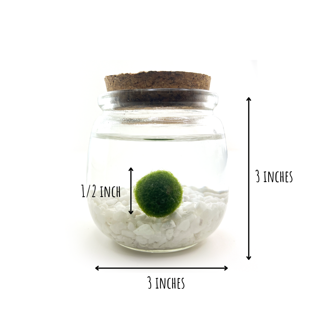 Medium Moss Ball | Moss Chico
