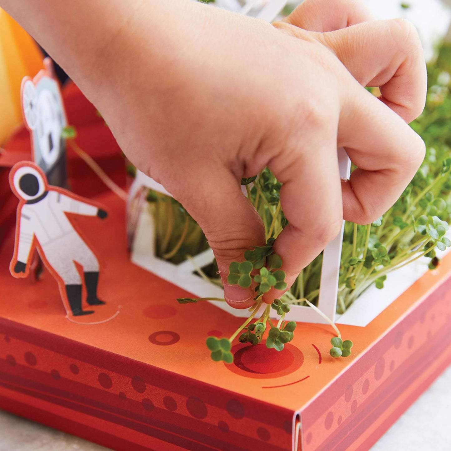 Microgreens DIY Kit
