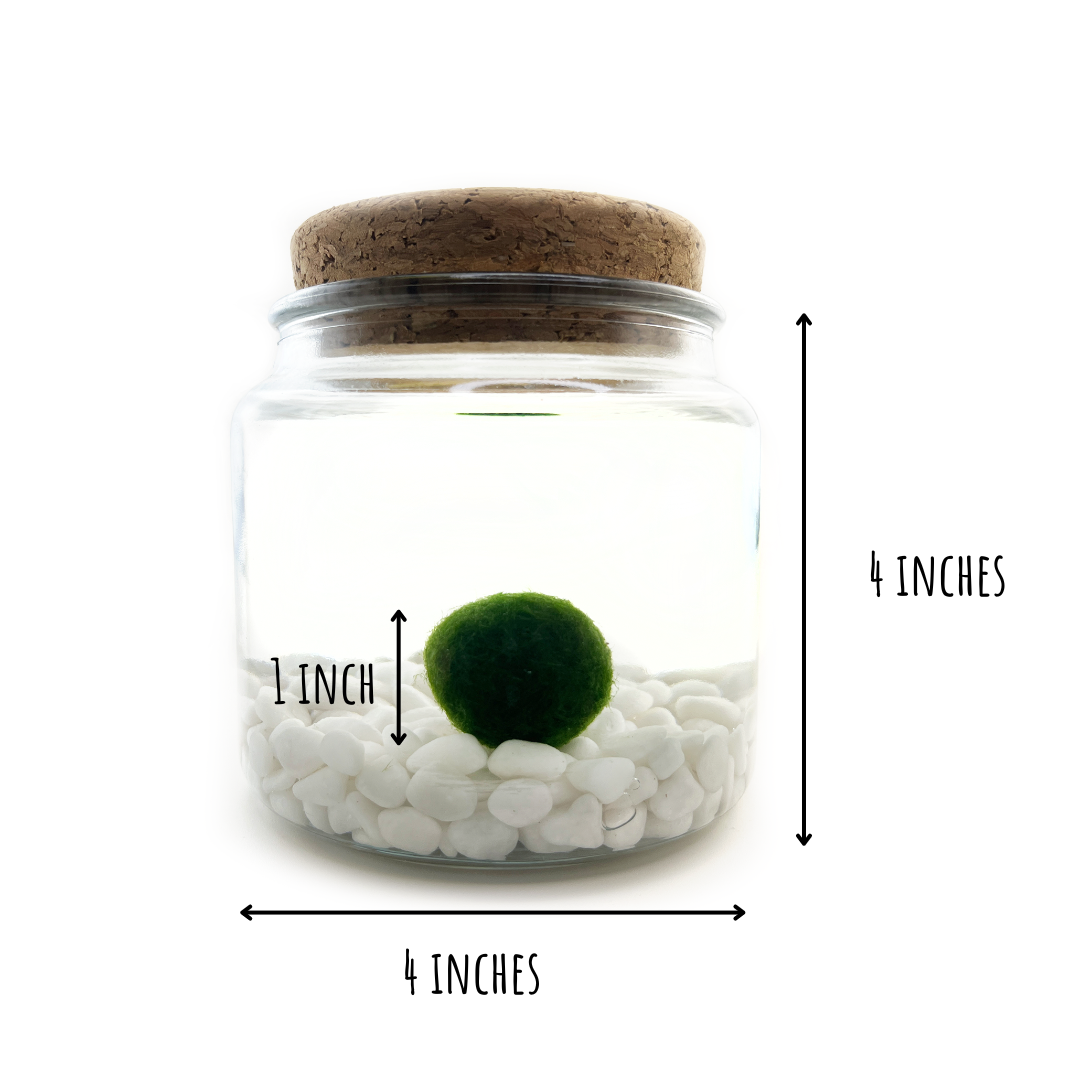 Large Moss Ball | Moss Amigo