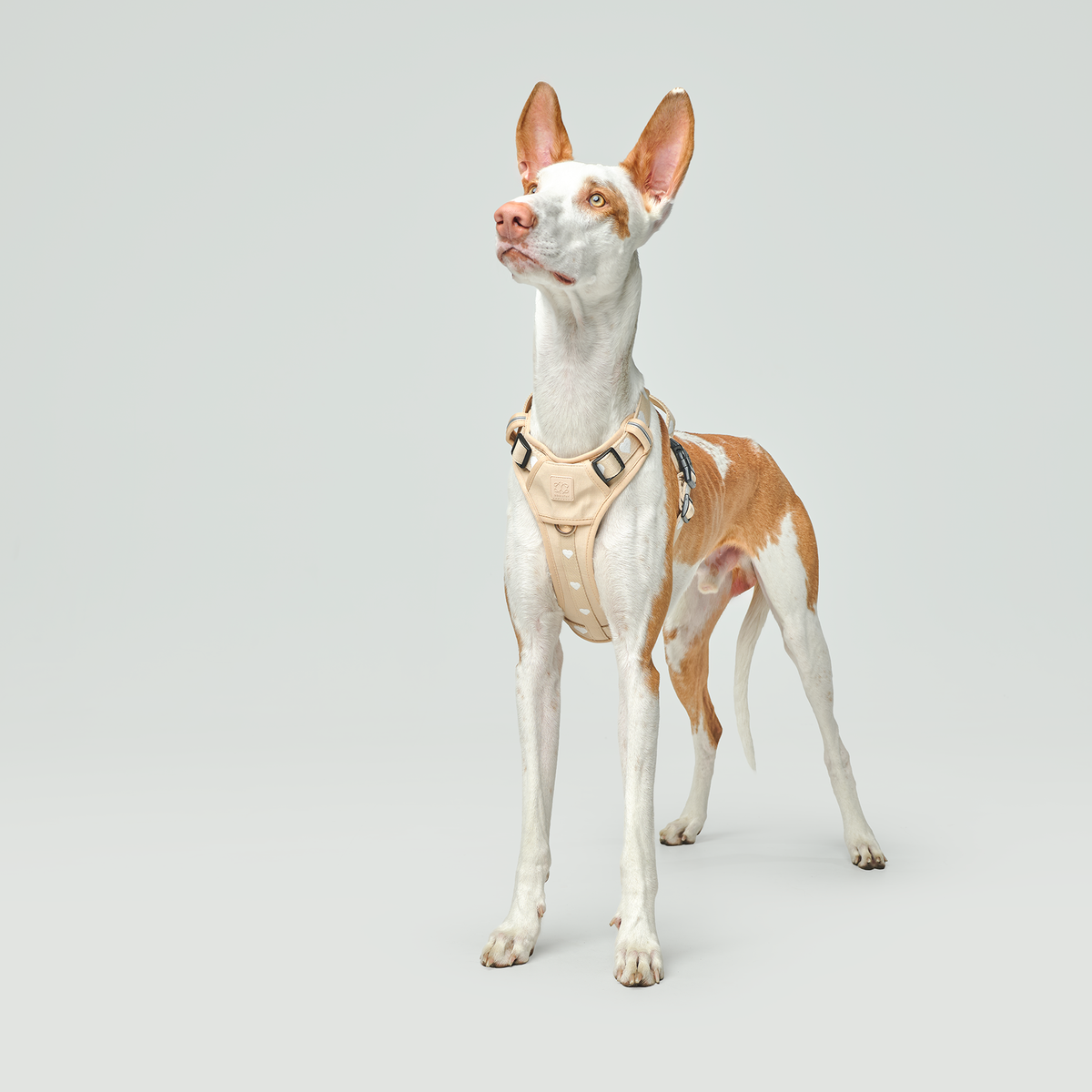 Nomad City Leash Set - Icon