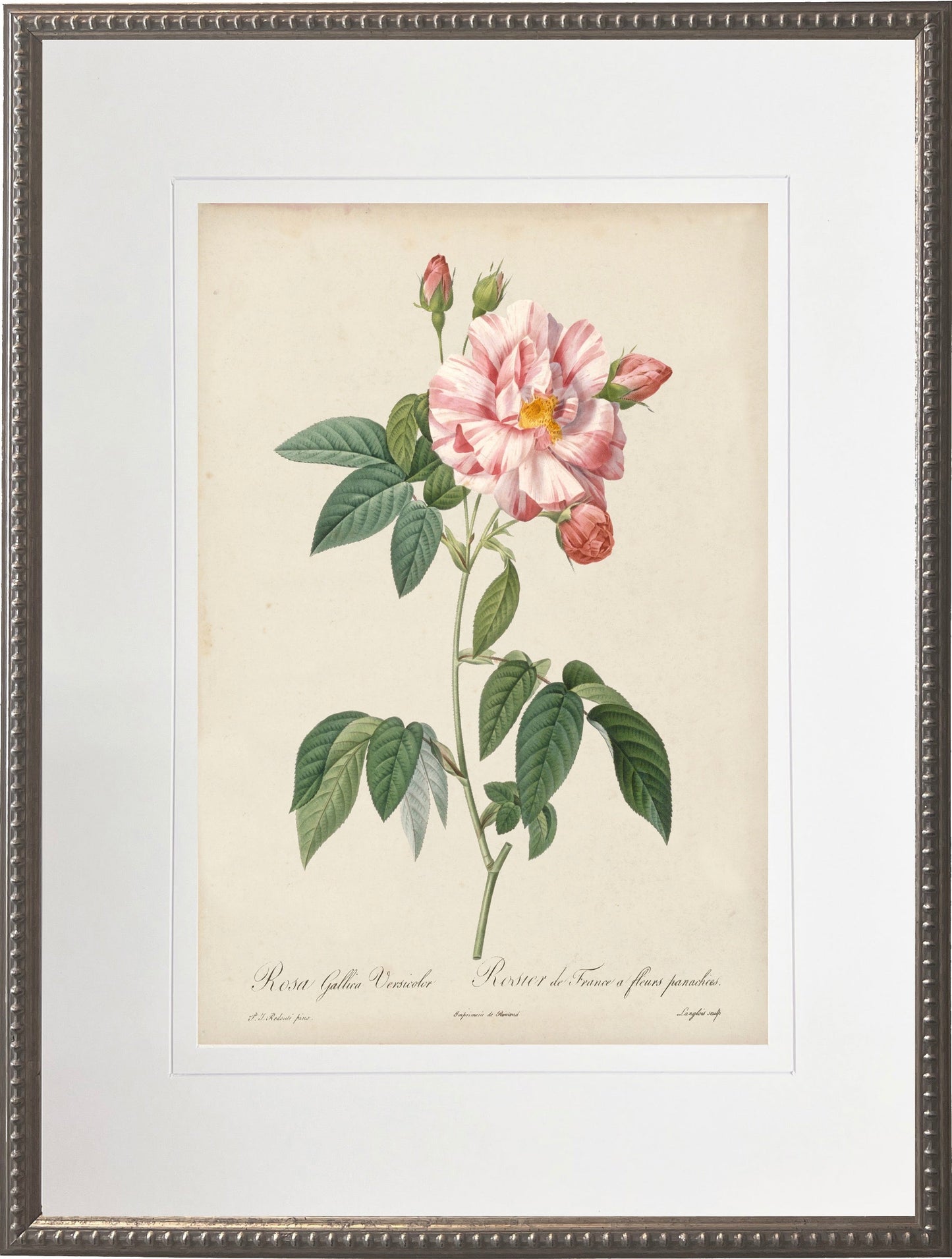 Vintage pink rose print matted in a cream mat in a beaded pewter frame sized 16x20