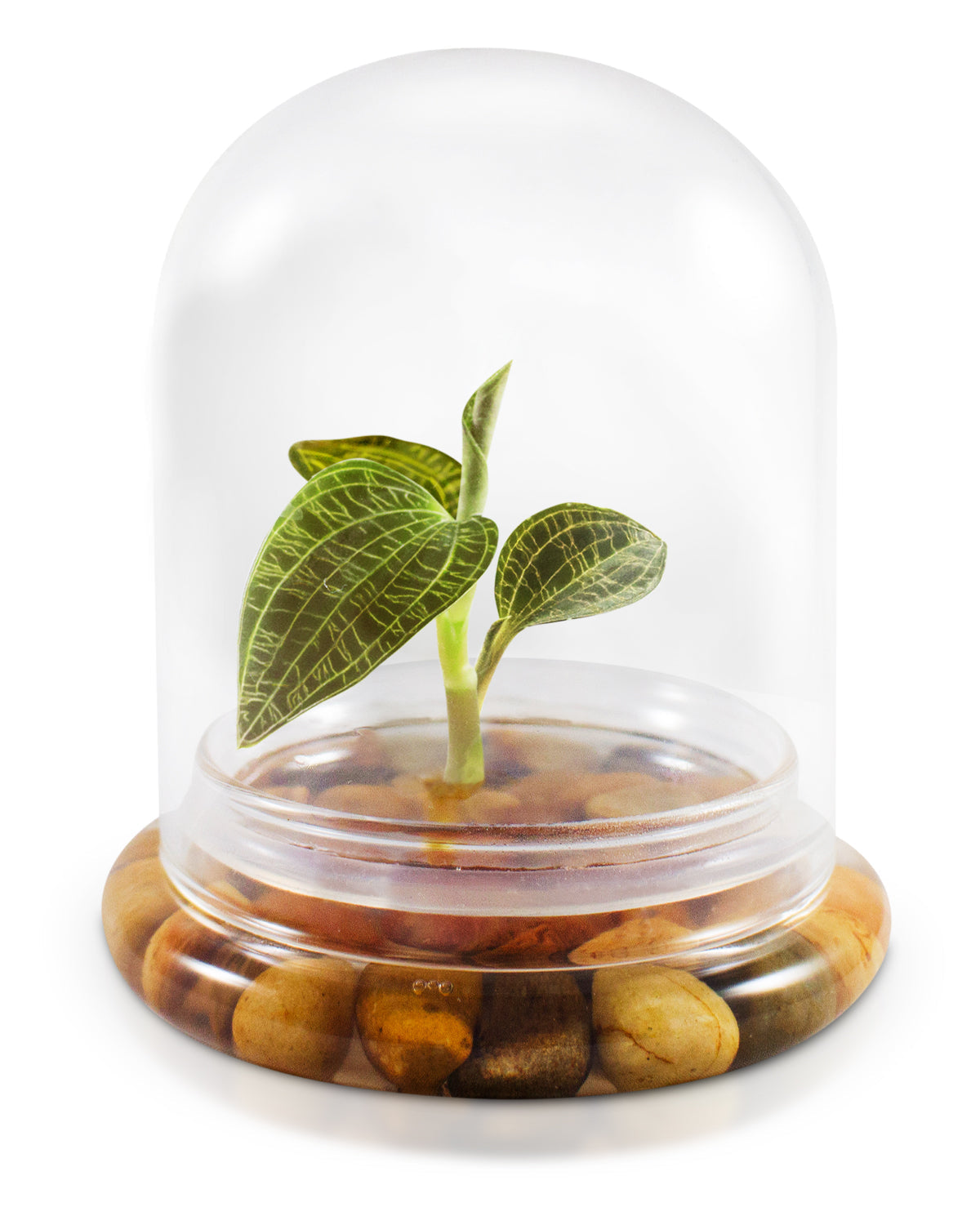 Jewel Orchid Terrarium