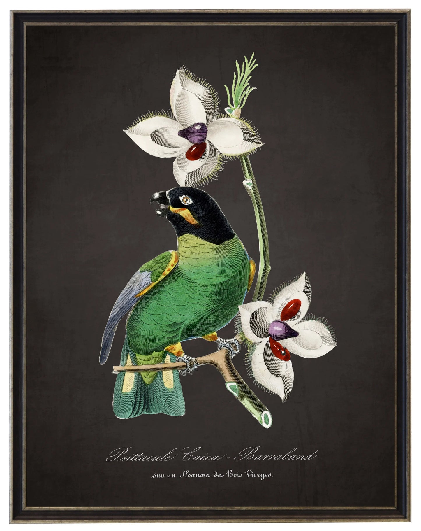 Vintage parakeet and flower print on a distressed black background in a black and brushed silver frame sized 16x20