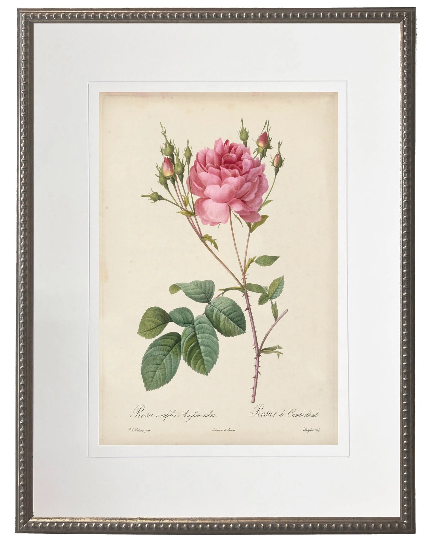 Vintage Pink Rose Print with Cream Mat and Beaded Pewter Frame