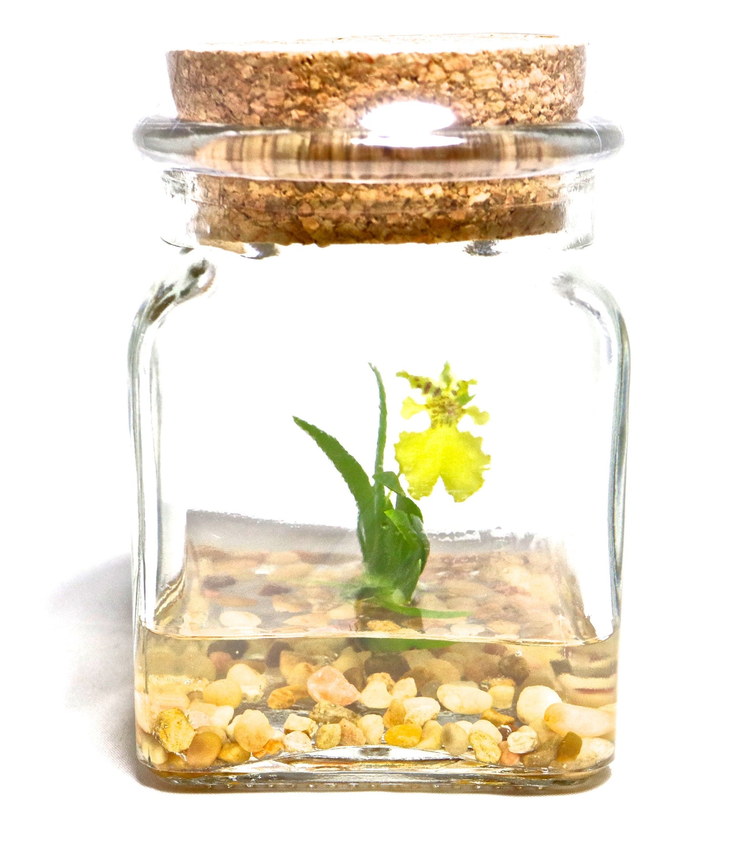 Orchid Terrarium - Miniature