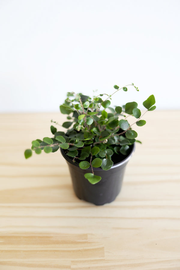 Button Fern