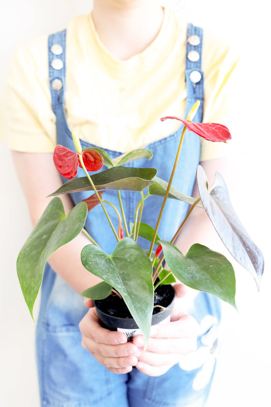 Flamingo Lily