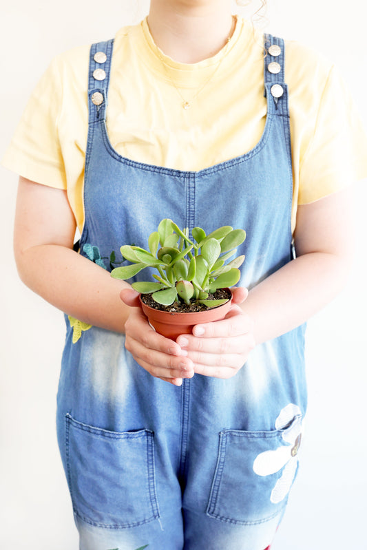 Jade Succulent Plant