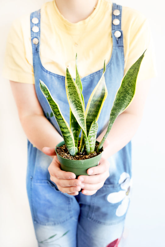 Snake Plant