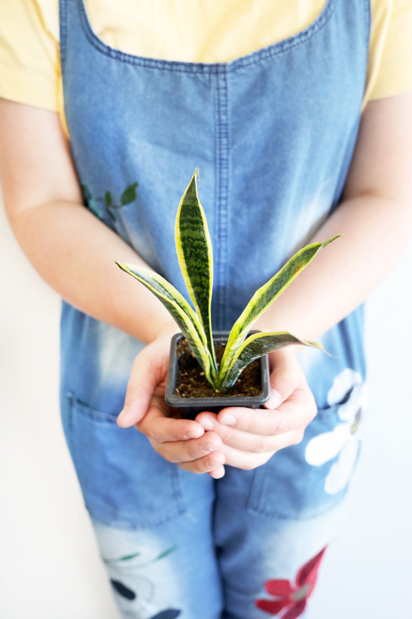 Snake Plant