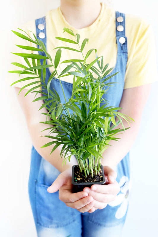 Parlor Palm