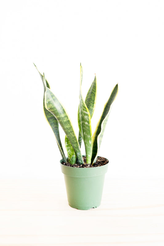 Snake Plant