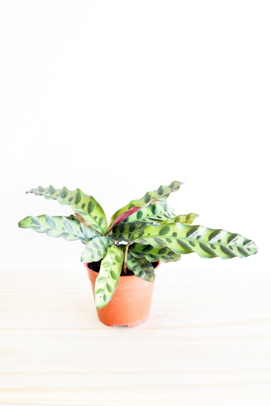Rattlesnake Calathea