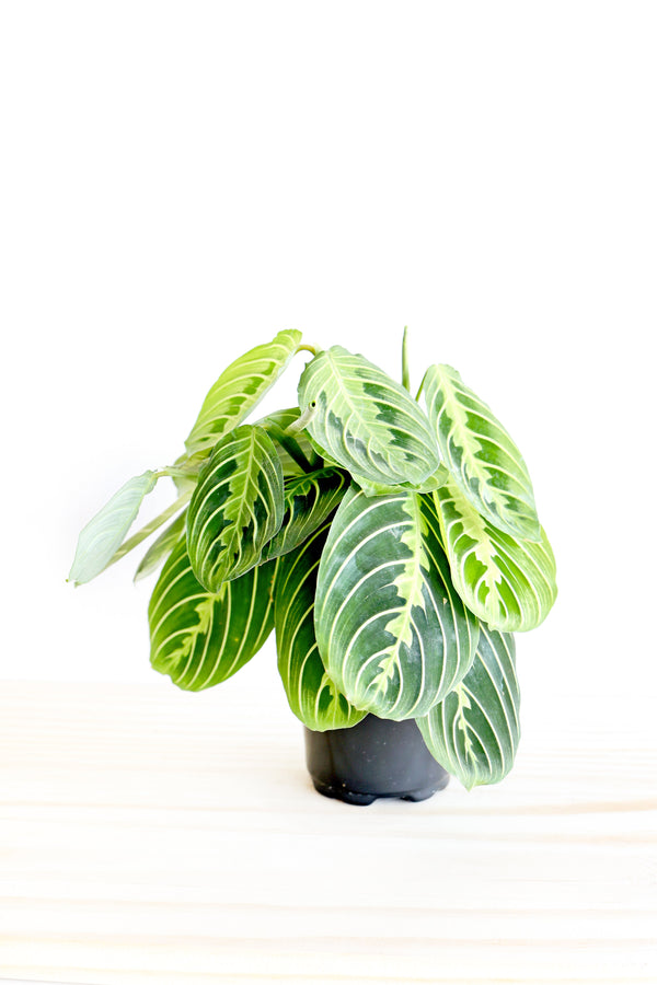 Lemon Lime Prayer Plant