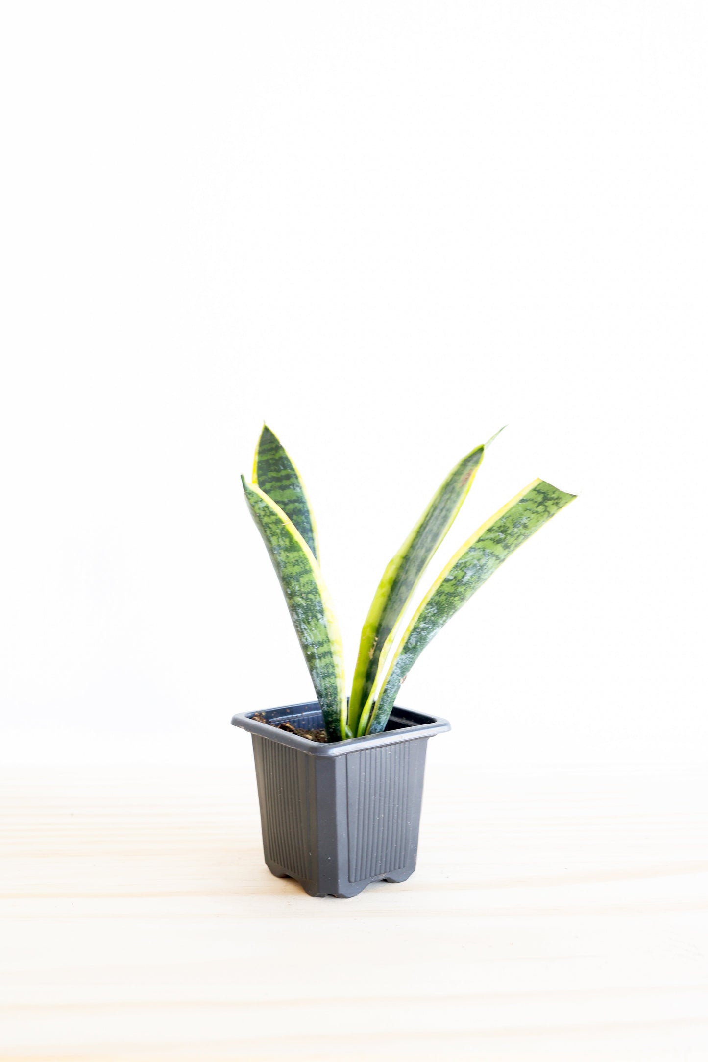 Snake Plant