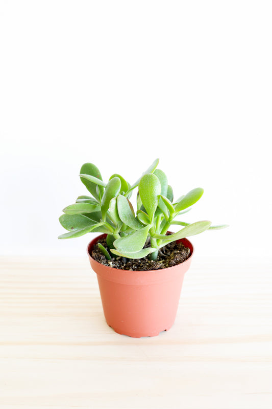 Jade Succulent Plant