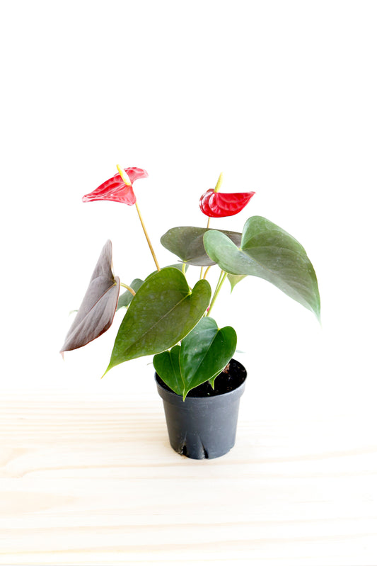Flamingo Lily
