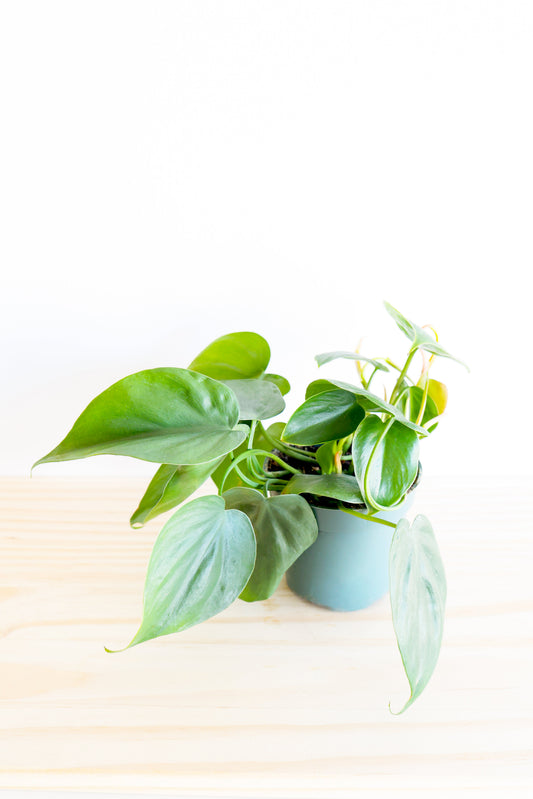 Heartleaf Philodendron
