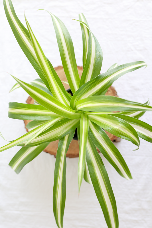 Spider Plant