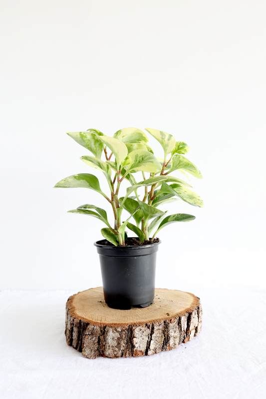 Variegated Baby Rubber Plant