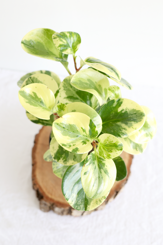Variegated Baby Rubber Plant